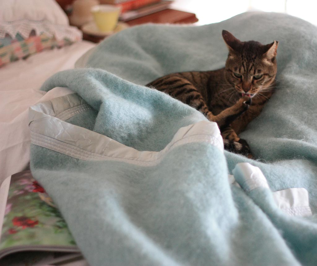 Web-Cat-in-blanket_7525
