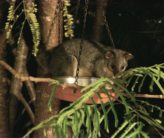 Possum sitting in bird feeder